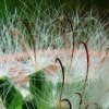 Mammillaria_ guezolwiana 'splendens' 03
